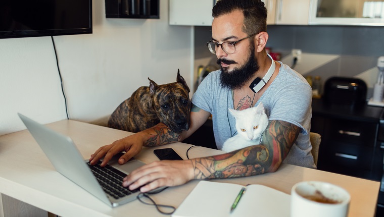 Mid adult man working at home on laptop with his dog, american staffordsire terrier and his white cat sitting next to him.