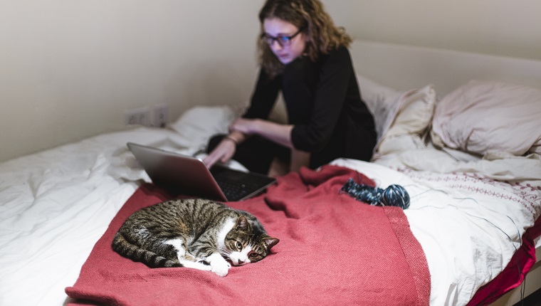 Girl sitting on a bed and using here cumputer with a tabby cat lying beside