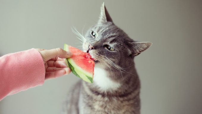 cat eating watermelon