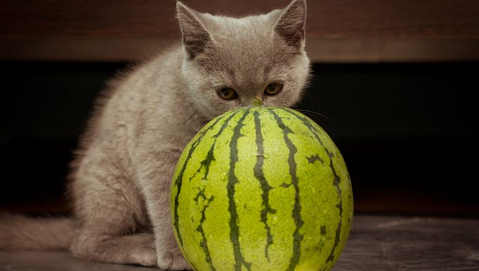 kitten with watermelon