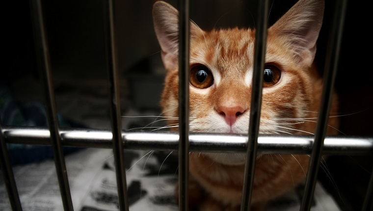 orange cat in the dog pound during adopt a less adoptable pet week