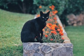 Portrait Of Black Cat Sitting On Retaining Wall Against Plants