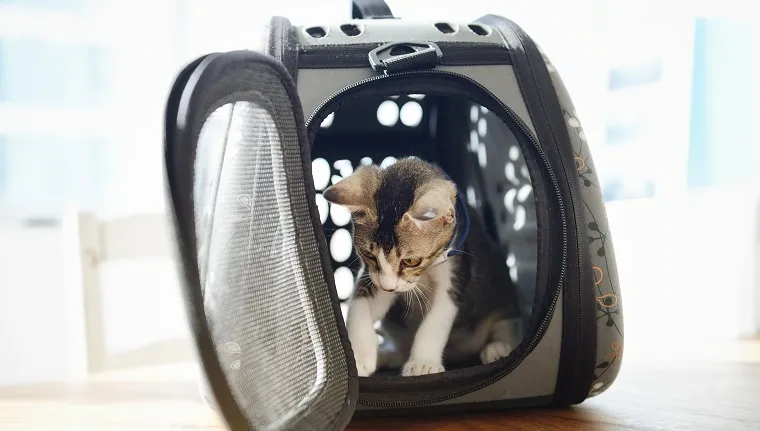 Kitten in a pet carrier