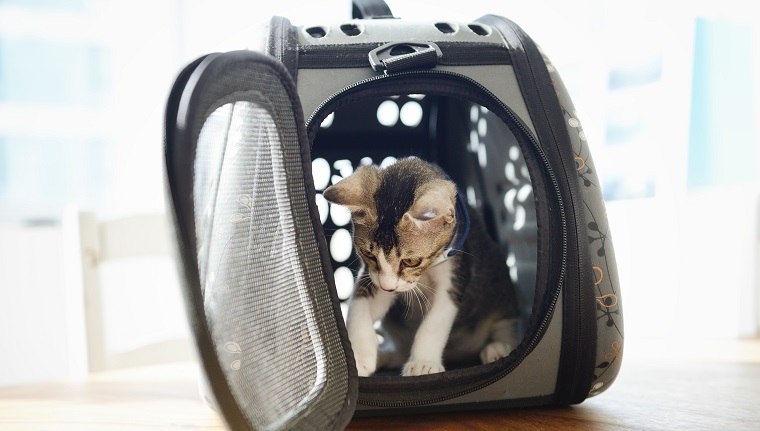 A Guide for Choosing the Best Cat Carrier