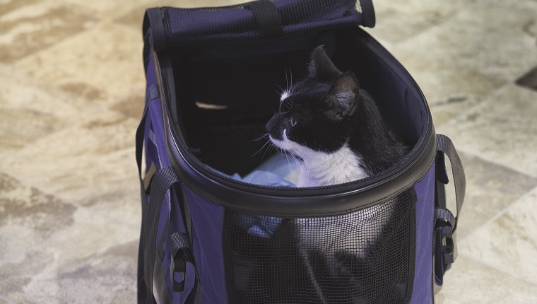 A Guide for Choosing the Best Cat Carrier