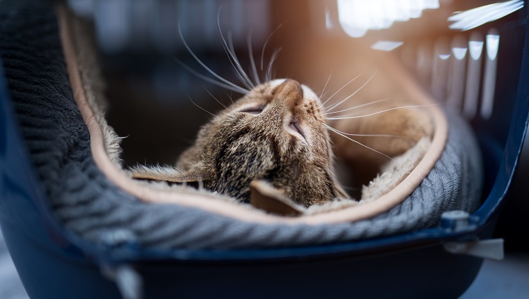 Young striped kitten laying in a carrier.