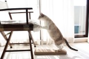 Cat jumping on chair.
