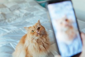 cat posing for a picture taking by the phone