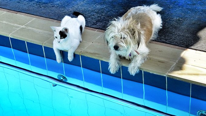 dog and cat sitting by the pool