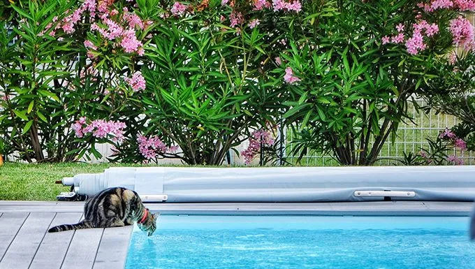 cat drinking from pool