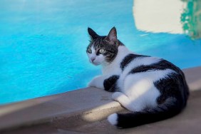 https://cattime.com/wp-content/uploads/sites/14/2018/07/cat-swimming-pool-safety-summer-1.jpg?w=282&h=188&crop=1