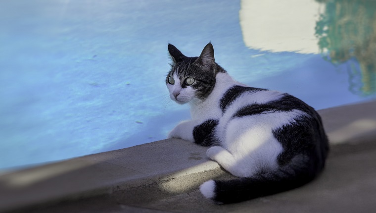 Black and White coloured cat l relaxing near pool. Stock Image.