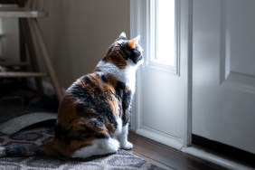 Sad, calico cat sitting, looking through small front door window on porch, waiting on hardwood carpet floor for owners, left behind abandoned