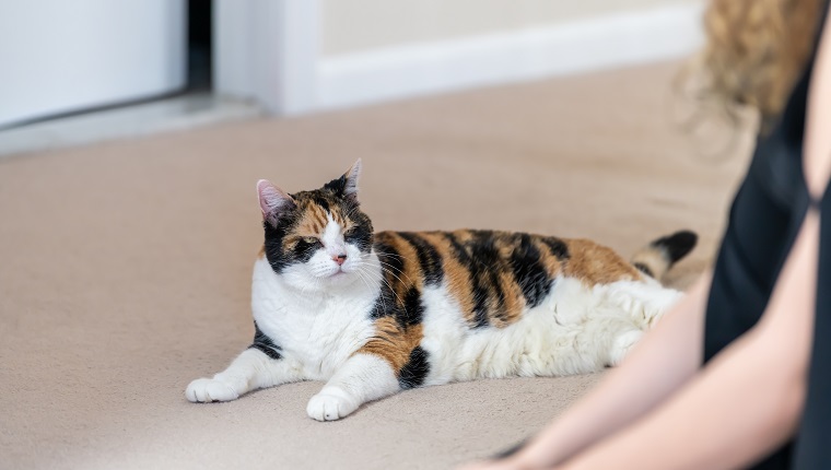 Closeup of calico cat lying on carpet floor together with female, woman, person owner looking at each other in home, house, apartment room