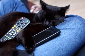 cats with addiction to technology will be treated in specialist clinics in the future.