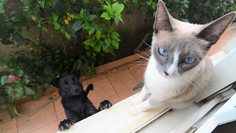 A siamese cat is sitting on the windowsill, and a black dog is trying to catch it.