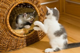 Kittens playing in cat basket