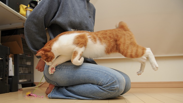 Diet & Exercise For Cats: Get Your Overweight Cat In Shape & Keep Them ...