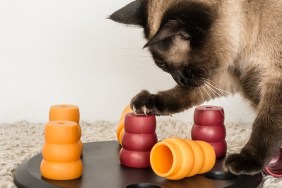 Clever siamese cat solving pet puzzle to get to the treats - square.