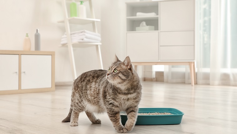 5 easy ways to prevent cat litter tracking in the home