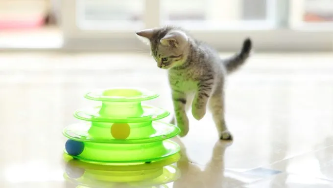 cat playing with toy