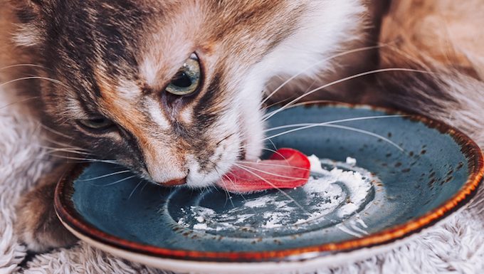 cat licking cream off plate