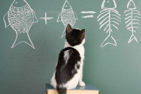Joke about a cat studying arithmetic