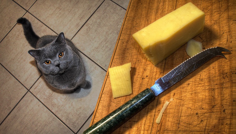 Cheese for shop cats safe