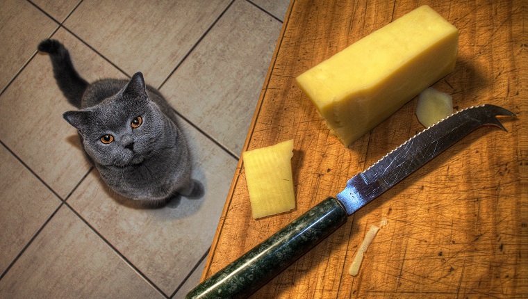 British shorthair cat in the kitchen waiting to be fed some of her favourite cheese.