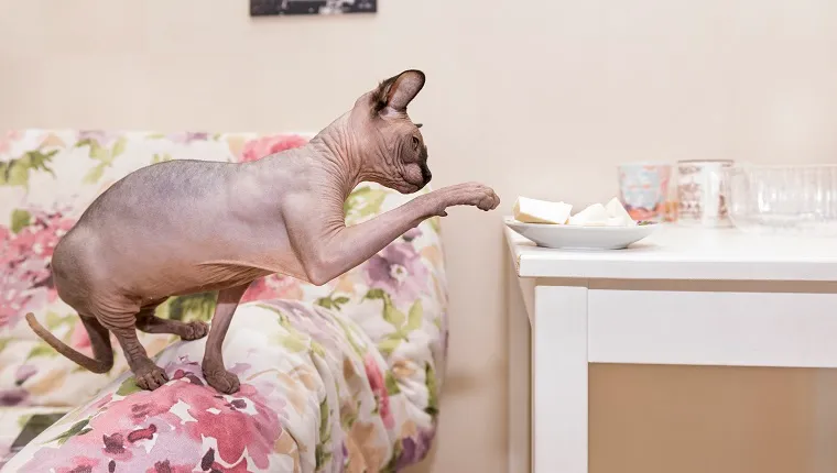 cat reaching for food, bald cat pulls paw to a plate of cheese, cat on the corner of the sofa, pet, canadian Sphynx
