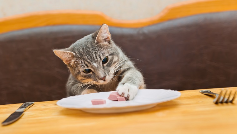 young cat eating food from kitchen plate. focus on cat