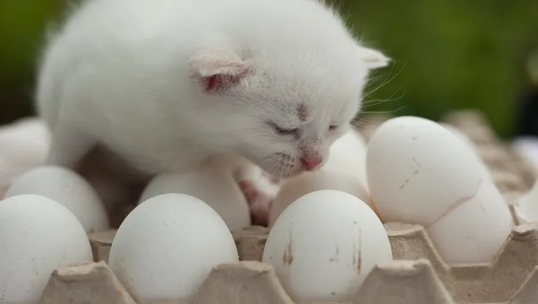 white kitten cry on the egg with egg shell lay beside close up photo