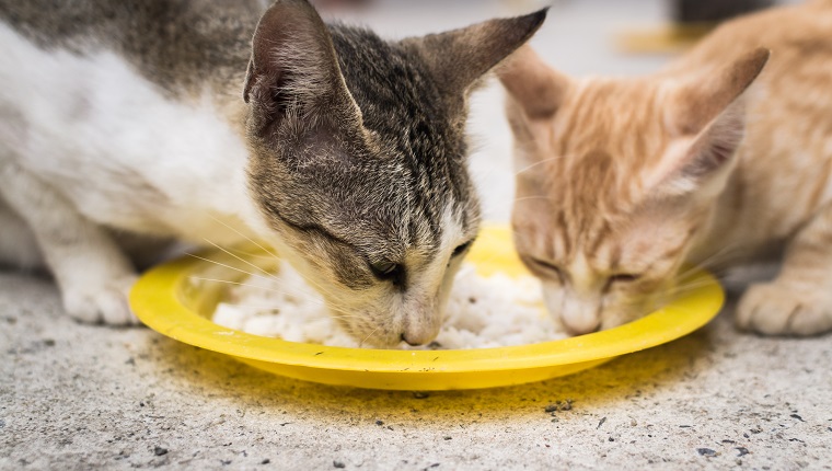 Two cats eating together with same dish on the floor