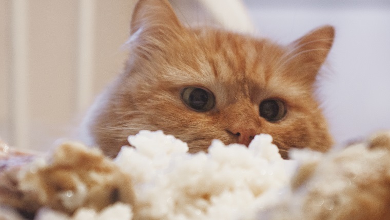 A funny red cat hunts for a piece of chicken from a festive table