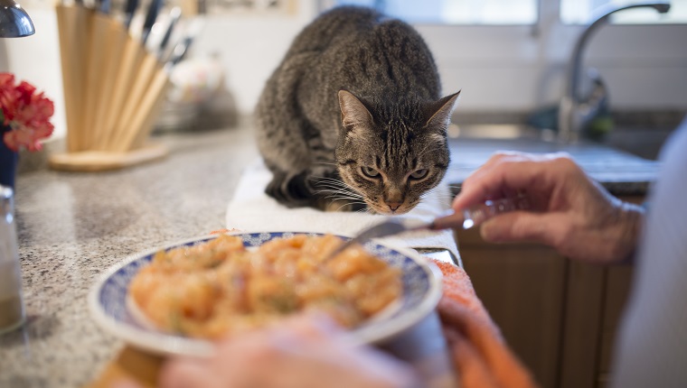 Tabby cat watching owner preparing food in the kitchen