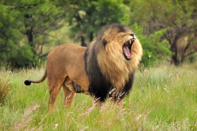 Close-Up Of Lion Roaring While Standing On Grass Field