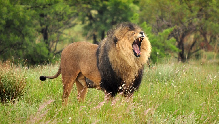 Close-Up Of Lion Roaring While Standing On Grass Field