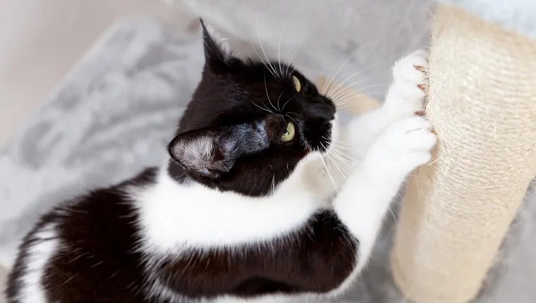 black and white cat sharpen claws at scratching post