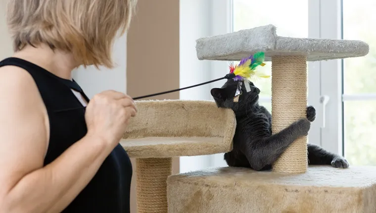 woman holds pet toy, plays with young gray cat