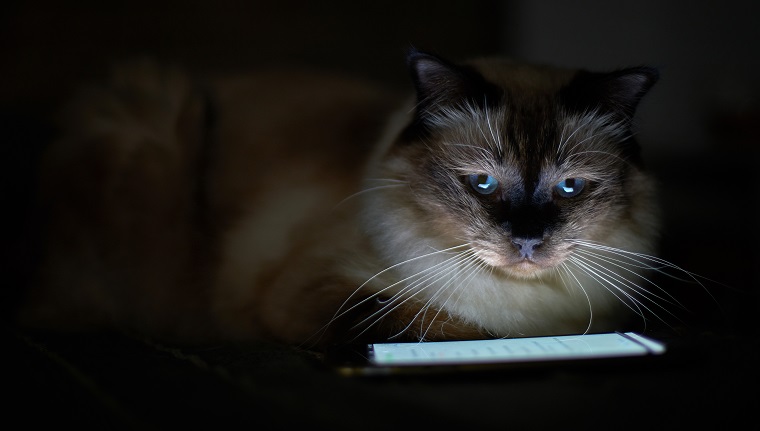 Portrait of Birman Cat illuminated by smartphone