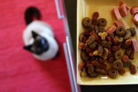 Siamese cat on red carpet ready to jump over table to eat his croquettes.