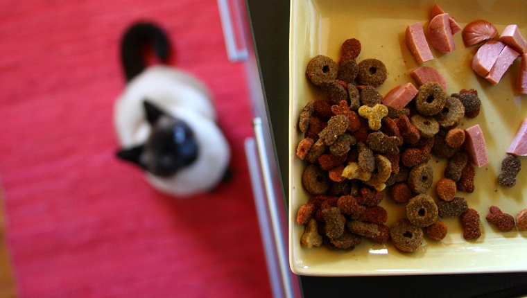 Siamese cat on red carpet ready to jump over table to eat his croquettes.