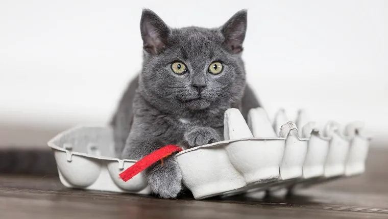 7 DIY Cat Food Puzzle Toys That Will Keep Your Kitty's Brain