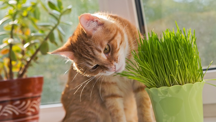 Herbs Safe For Cats 1 ?resize=101