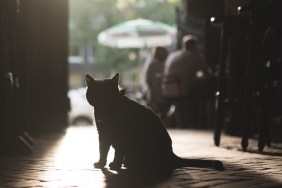 Katze mit tiefstehender Sonne im Hintergrund, Cat in a Pub in Amsterdam