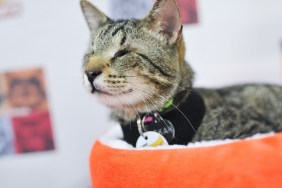 NEW YORK, NY - JULY 16: Oskar the Blind Cat attends the "Cat Summer" video launch party at Bleecker Street Records on July 16, 2014 in New York City.