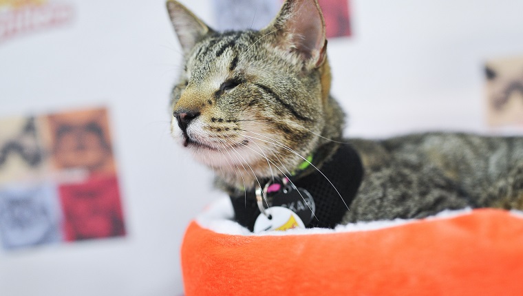 NEW YORK, NY - JULY 16: Oskar the Blind Cat attends the "Cat Summer" video launch party at Bleecker Street Records on July 16, 2014 in New York City.