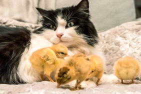 Cat and Baby Chicks Together on Sofa