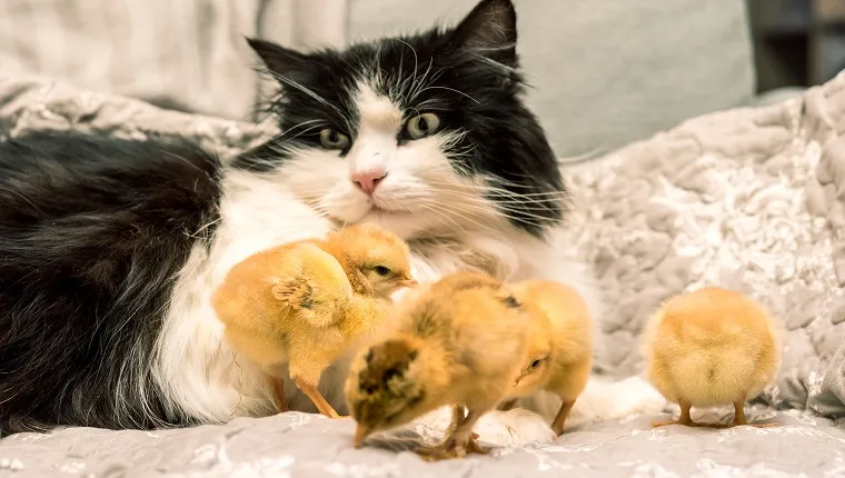 Cat and Baby Chicks Together on Sofa
