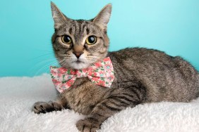 Tabby Rescue Cat Wearing Bow Tie
